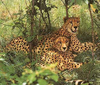 Заработок в Интернете Форекс на автопилоте