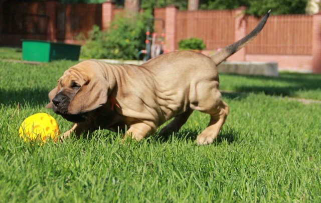 Фила бразилейро - великолепные щенки!