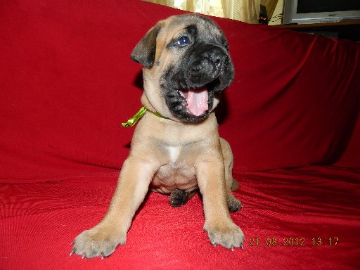 Продаются щенки бульмастифа