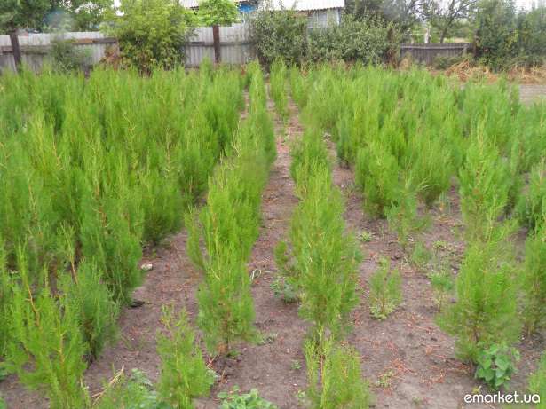 продам тую восточную.от 20грн