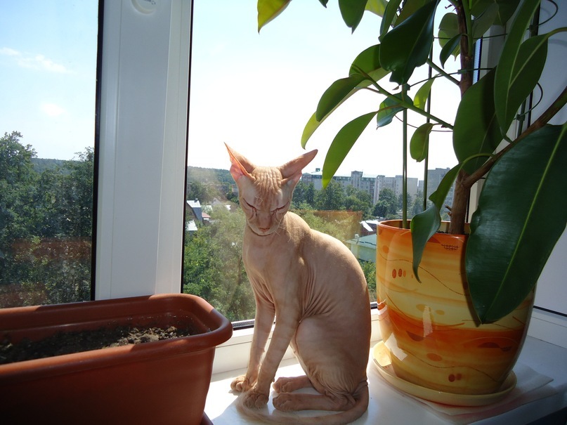 Донской сфинкс на вязку