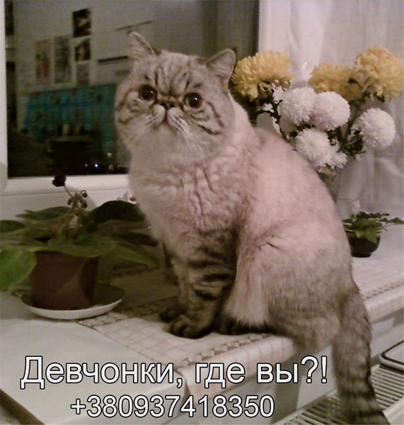 Экзот короткошерстный приглашает на вязку