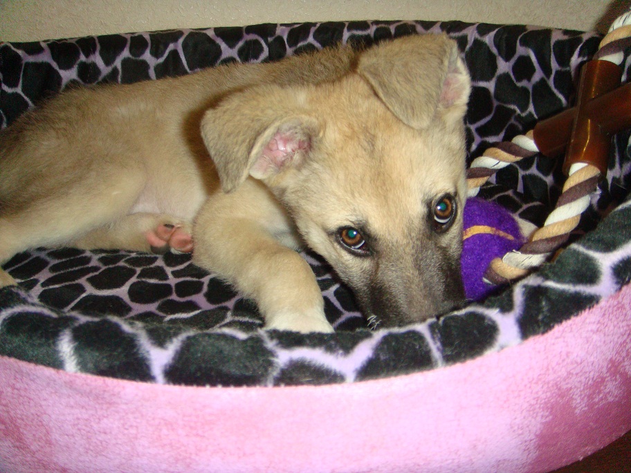 Отдам в хорошие руки метис лайки и овчарки.