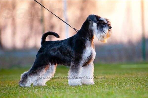 Щенки цвергшнауцера, окрас черный с серебром
