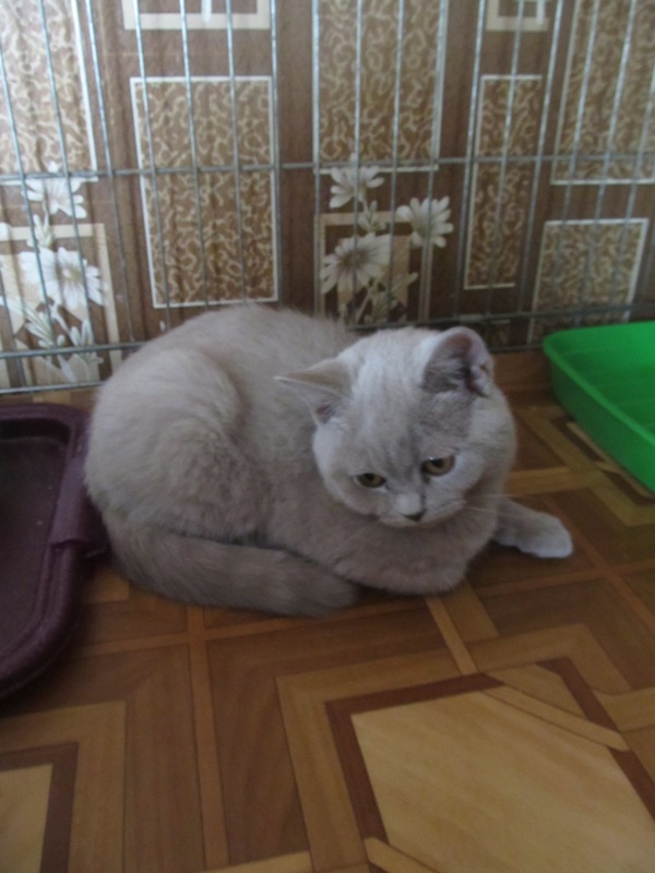 Веселый и игривый плюшевый котенок - лучик счастья в Вашей жизни!!!