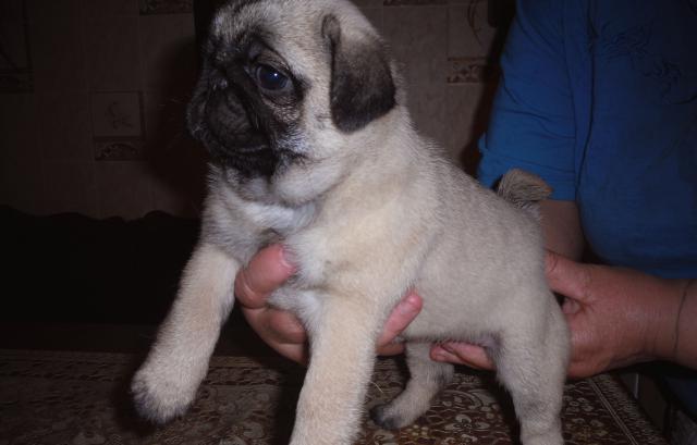 Замечательные щенки мопсика