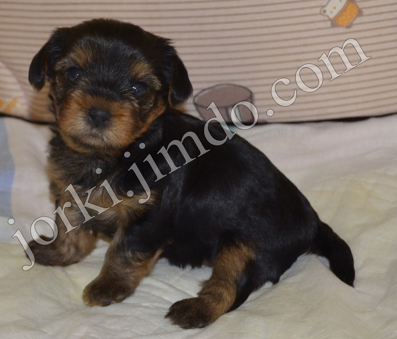 Щеночки йоркширских терьеров от элитных родителей.