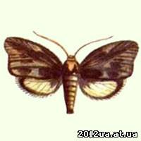 восковая моль-огневка