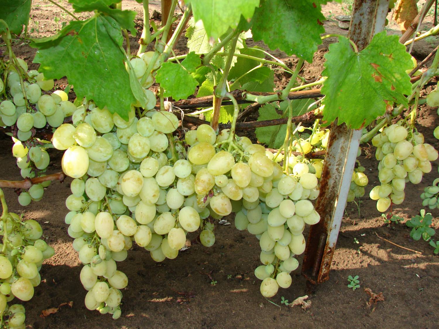 дом в г. Дружковка