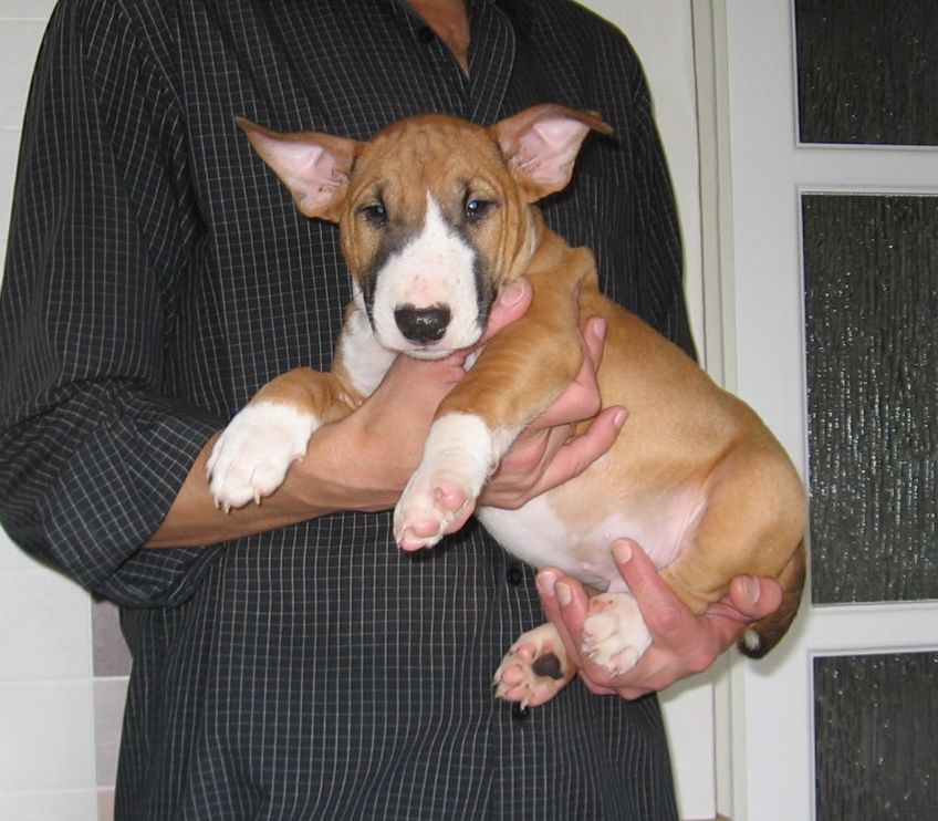 ПЕРСПЕКТИВНЫЕ ЩЕНКИ БУЛЬТЕРЬЕРА (КСУ/FCI)