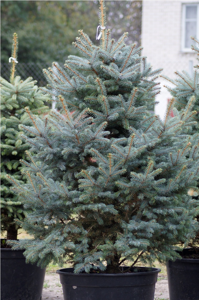 Голубые ели, туи, кустарники, японские ниваки.