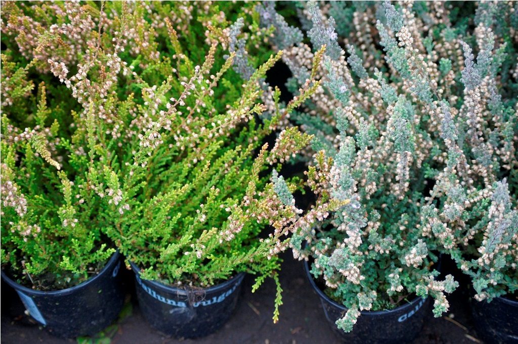 Многолетники оптом на весну 2013 года