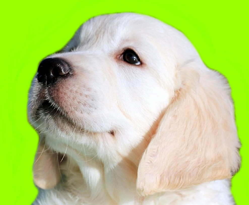 Золотистый ретривер, щенки. Идеальная собака для всей семьи!