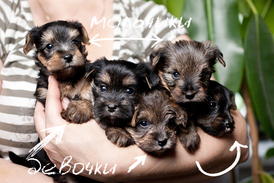 Щенки йоркширского терьера! Милашки-Йорики