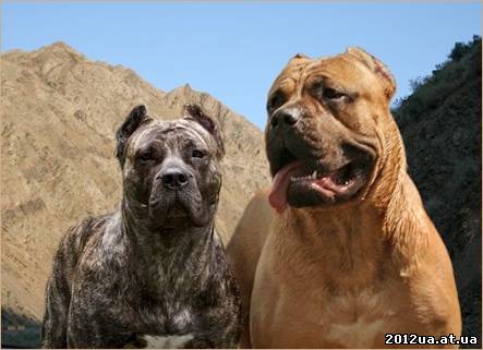 щенки канарского дога