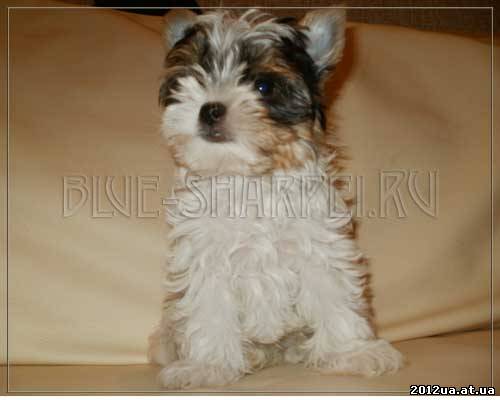 Продаются замечательные щенки бивер йорка