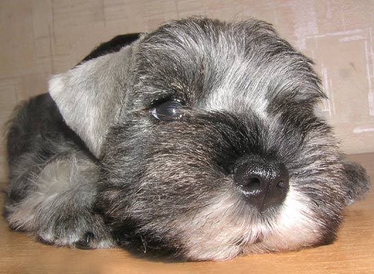 Щенки Цвергшнауцера окраса перец с солью (питомник "Море Очарования")