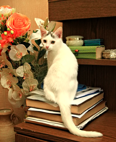 Волшебные котята СРОЧНО ищут дом!