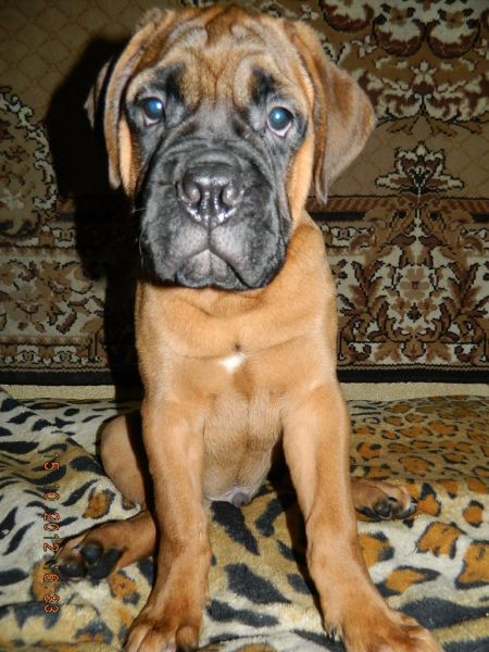 Щенок Don Corleone Enigma Va Bel ищет своего хозяина.