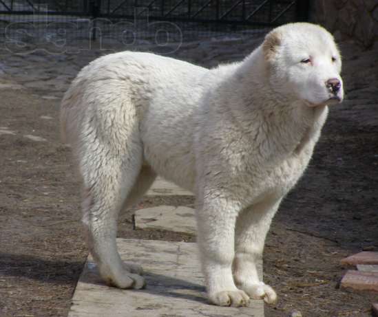 ЩЕНКИ Среднеазиатская овчарка, туркменский волкодав, алабай!