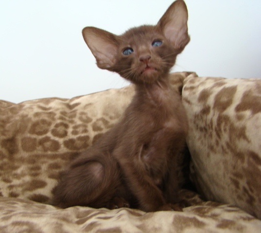 Стильные ориентальные котята