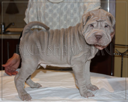 Щенки шарпея шоу-класса и для дома