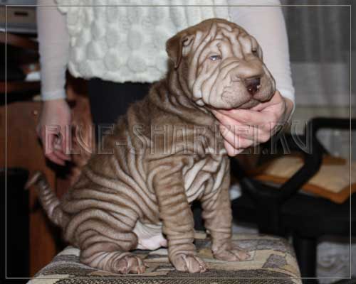 Шоколадный щенок шарпея для дома