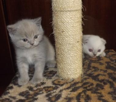 Харьковский питомник предлагает шотландских котят