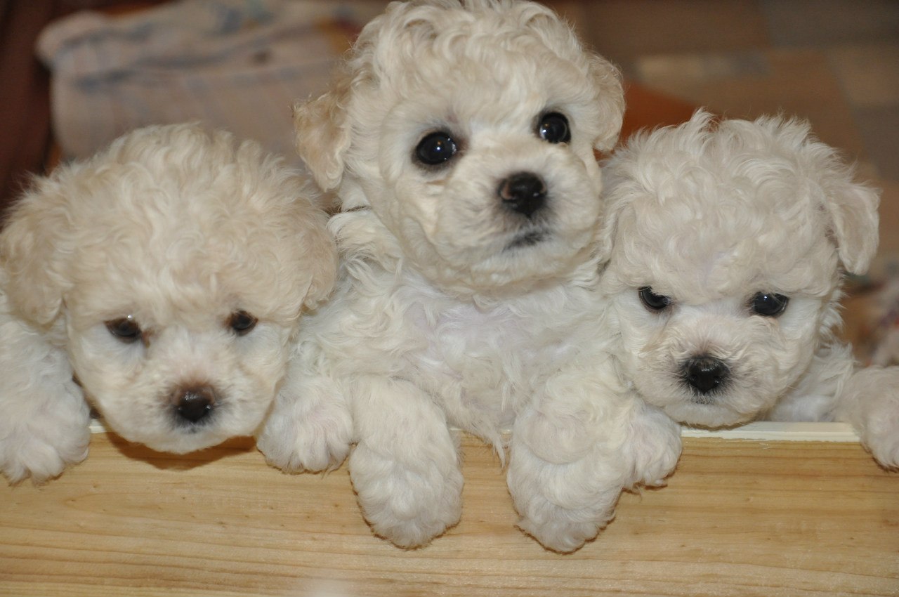 Продаются щенки редкой породы бишон-фризе