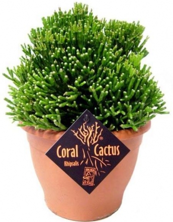 Зелёные растения по самым низким ценам