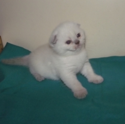 Воспитанные чудо-котята в ваш дом