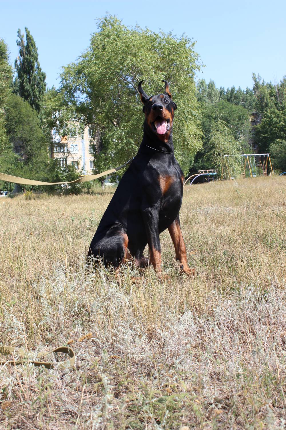 Предлагаю для вязки кобеля добермана