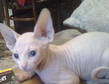 Шикарные резиновые канадские детки