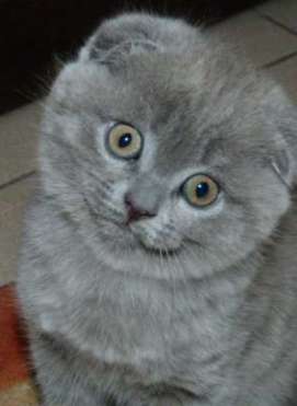 Харьковский питомник предлагает шотландских котят