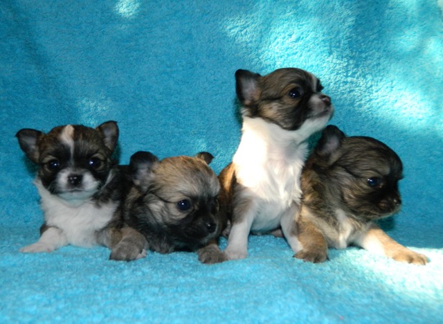 Чихуахуа длинношерстный