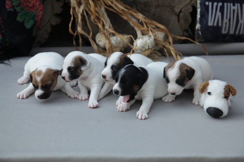 Джек рассел терьер. Доставим щенка в любой город! Тел. в Украине +38-050-647-54-12.