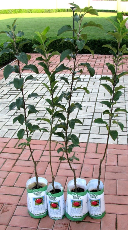 Контейнерные саженцы яблони